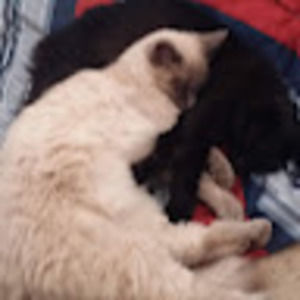 Meet your Posher, Cheryl